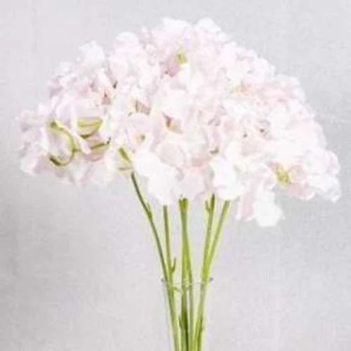 (CYB) Flower Hydrangea - Pink (New)