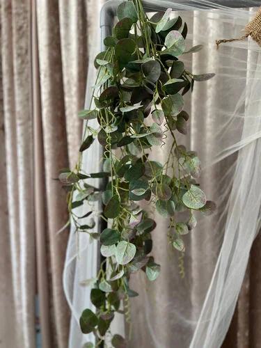 (SM) Flora - Silver Dollar Eucalyptus